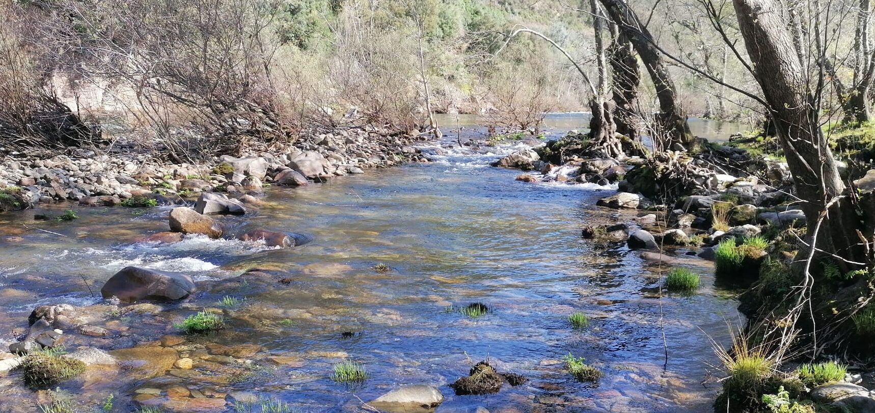 A clear stream with rocks and sparse vegetation.