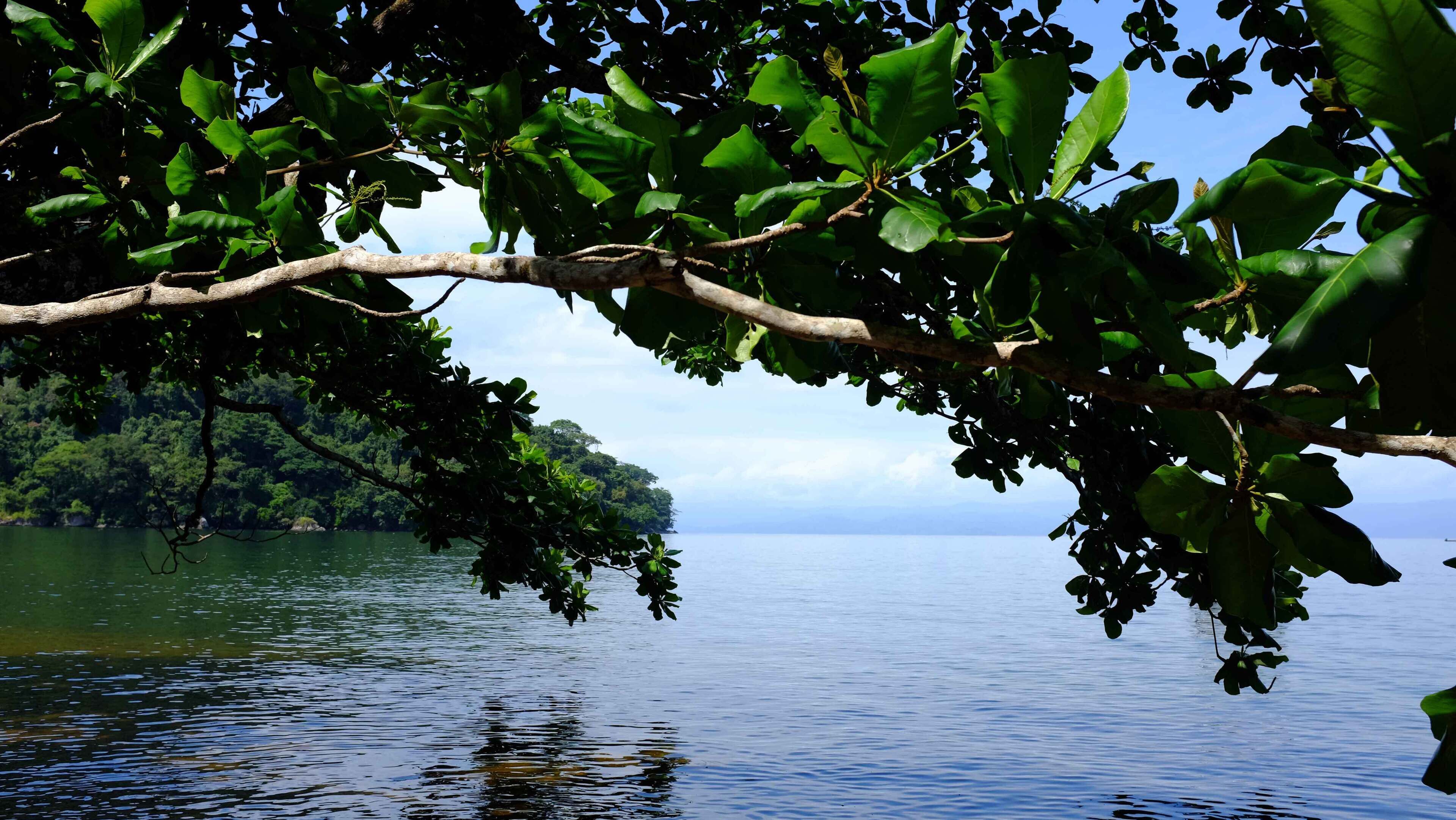 A tree branch overhanging a calm lake with a forested island in the background.