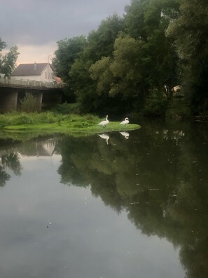 A calm river with swans on a small island, surrounded by lush greenery and a bridge in the background. - Chalet de Pêche Détente Confort (Pulligny)