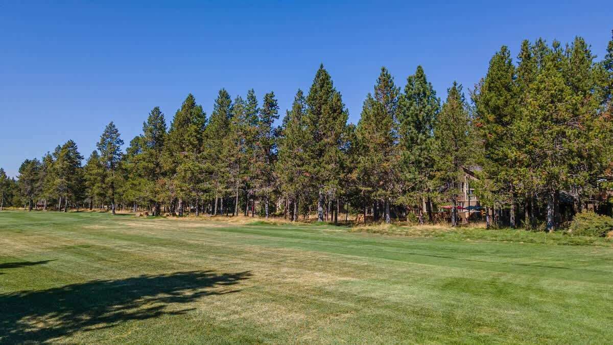 Ein Golfplatz unter blauem Himmel, umgeben von hohen Kiefern.