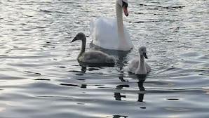 Ein Schwan schwimmt in ruhigem Wasser.