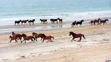 Aan het strand, ligstoelen aan het strand, strandlakens