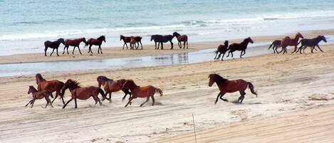 På stranden, solsenger og strandhåndklær