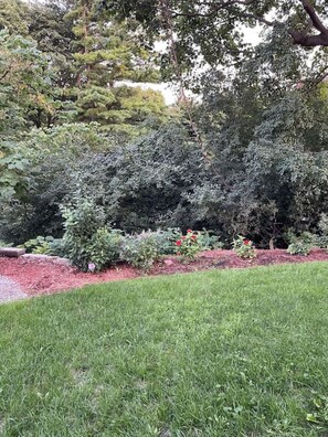 Stroll through the beautifully maintained garden, surrounded by a variety of shrubs and flowering plants.