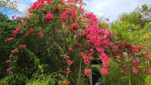 Ein Weg, umgeben von üppigem Grün und leuchtend rosa Blüten.