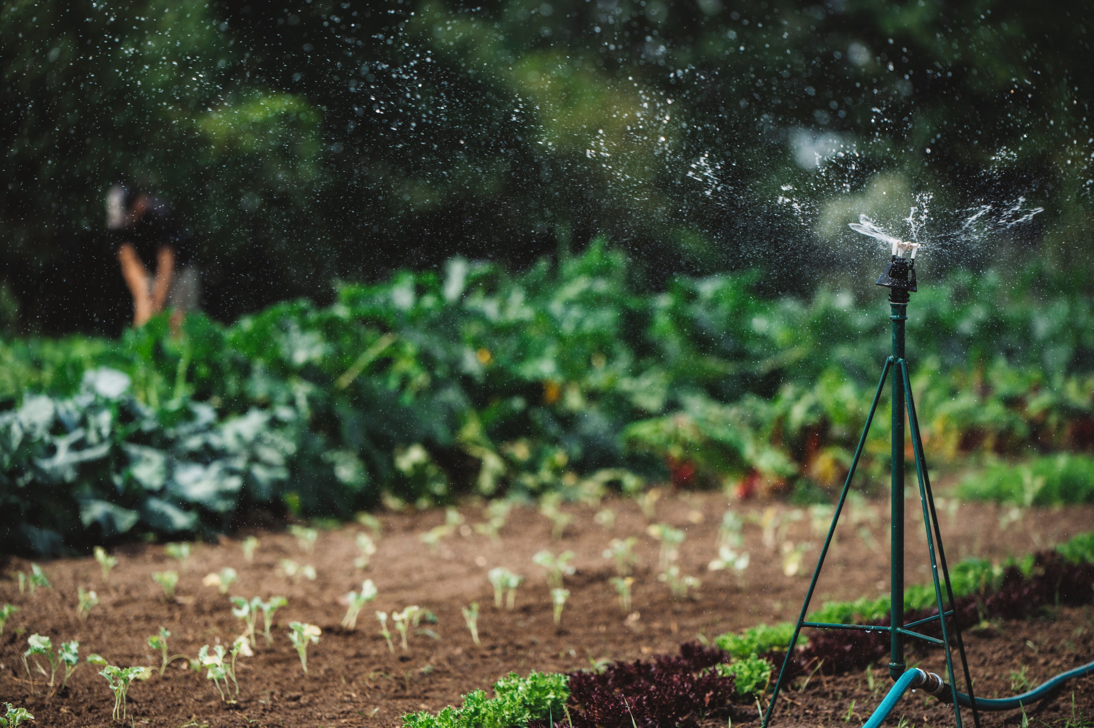 A garden with a sprinkler system, lush greenery, and a clear view of the sky.