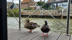 Two ducks on a wooden dock by a body of water, with buildings and a fence in the background.