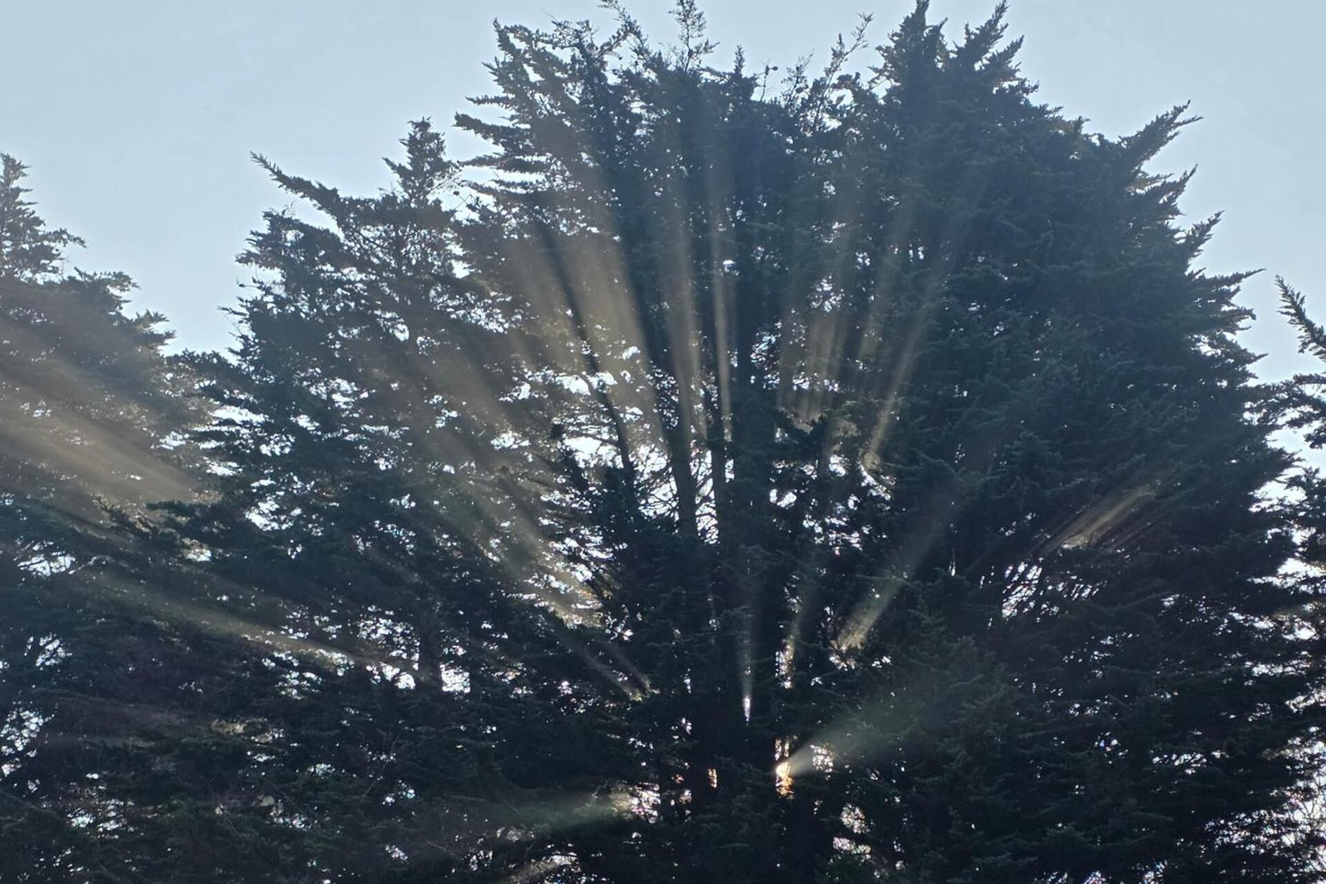 Un denso bosque de coníferas con la luz del sol filtrándose entre las ramas.
