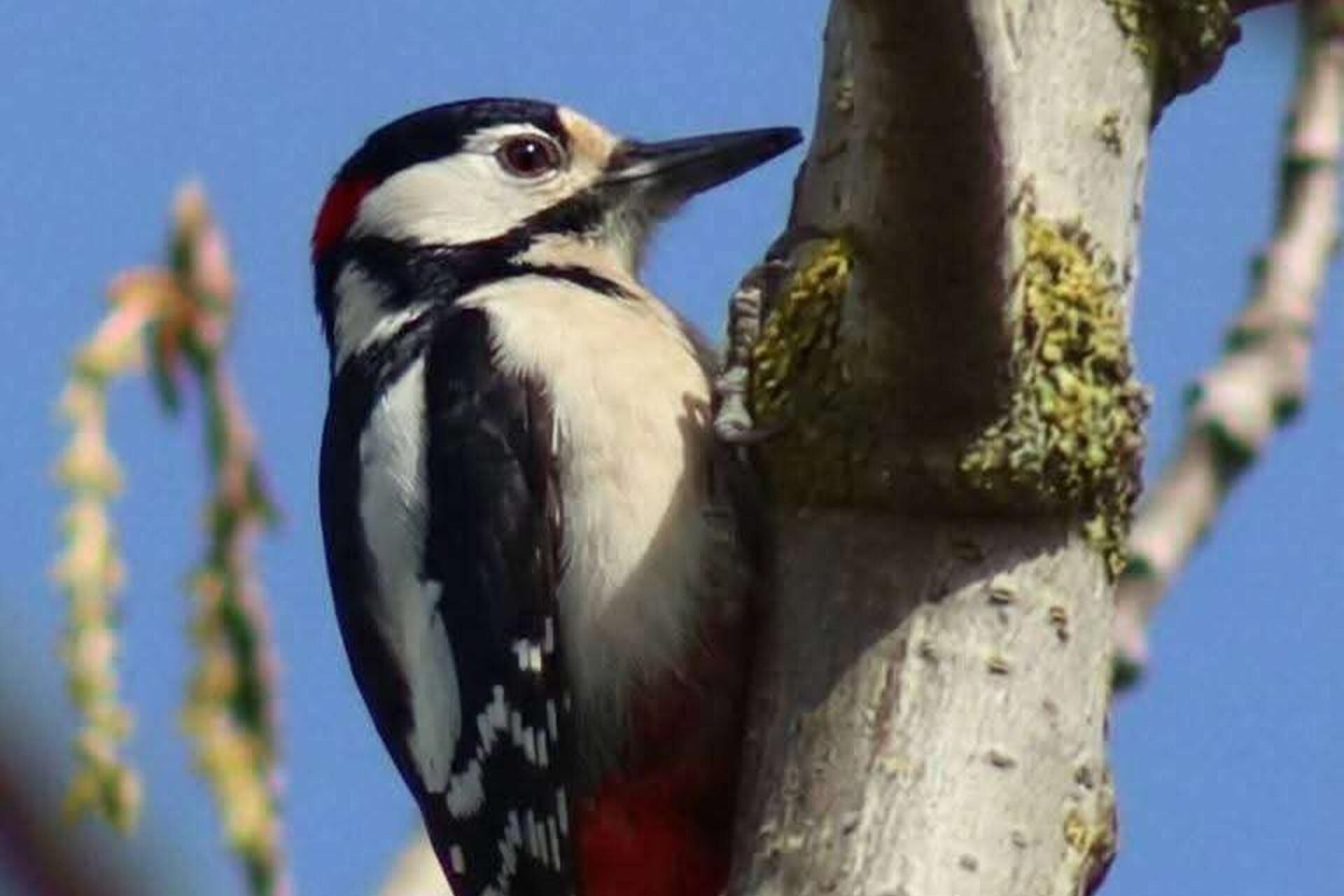 A bird perched on a tree branch.
