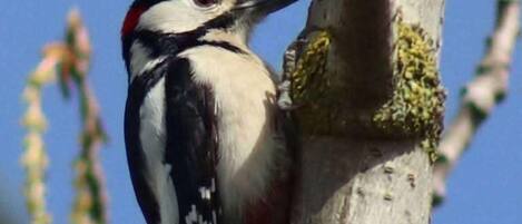 A bird perched on a tree branch.