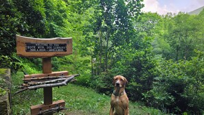 A dog sitting in front of a sign that reads "Welcome to the Buck Mountain Dog Library" with a stick-and-leave policy.