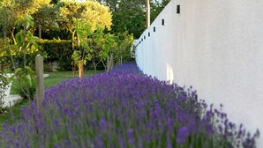 A garden with purple flowers and a white wall.