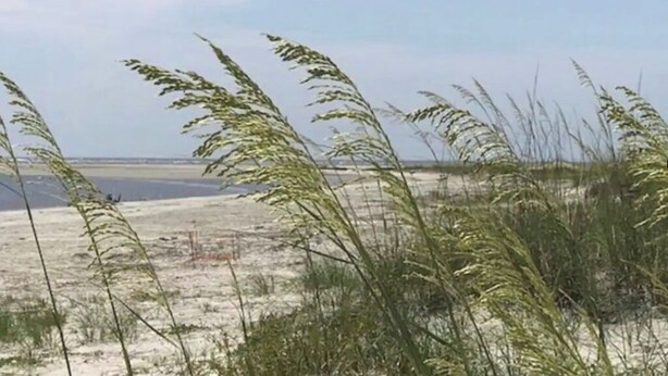 Ein sandiger Strand mit hohem Gras im Vordergrund.