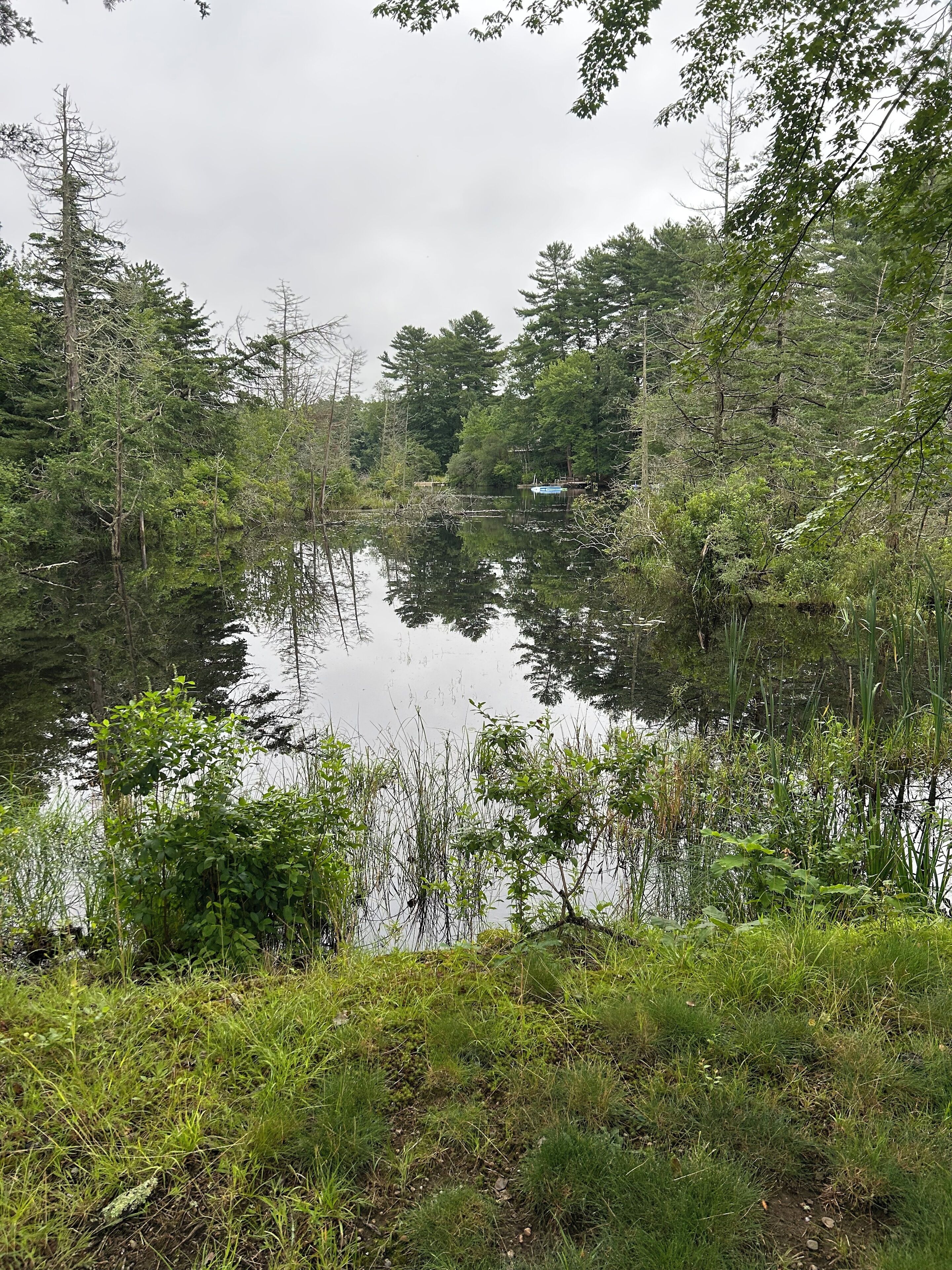 A natural landscape with a calm lake surrounded by dense trees and vegetation.