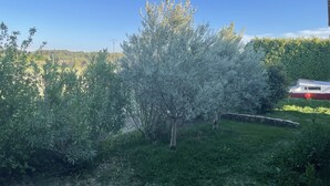 Ein Garten mit verschiedenen Pflanzen und einem Boot im Hintergrund.