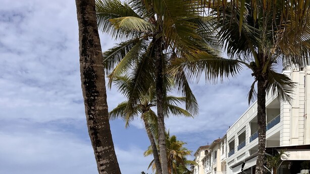 A beach with palm trees, a sandy shore, and a building with a blue awning. - Caribbean style villa directly on the beach (Cabarete)