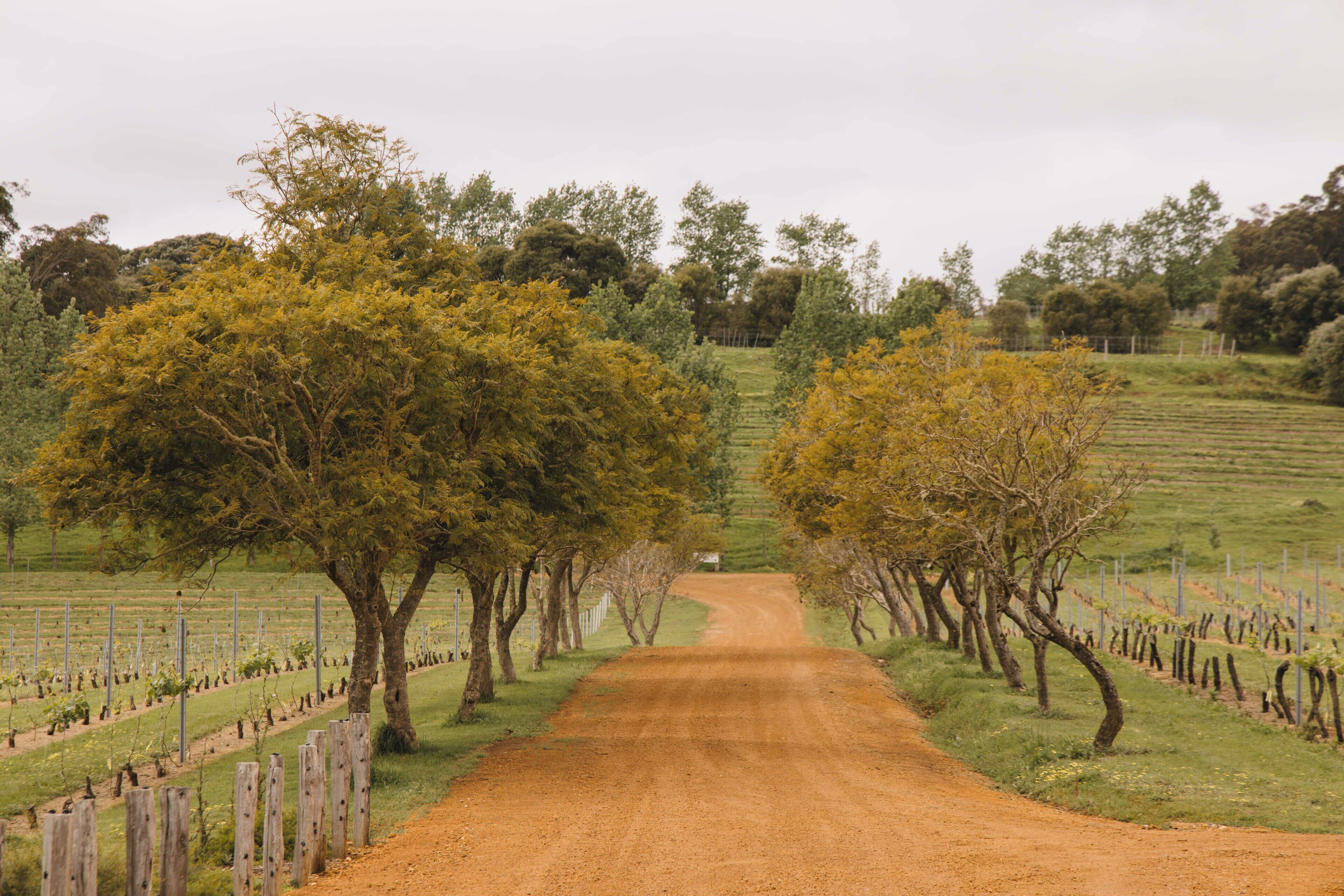 A rural dirt road flanked by trees and vineyard rows.