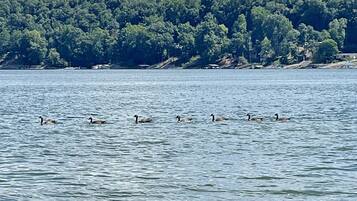Beach nearby, sun loungers, beach towels
