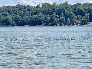 Beach nearby, sun-loungers, beach towels