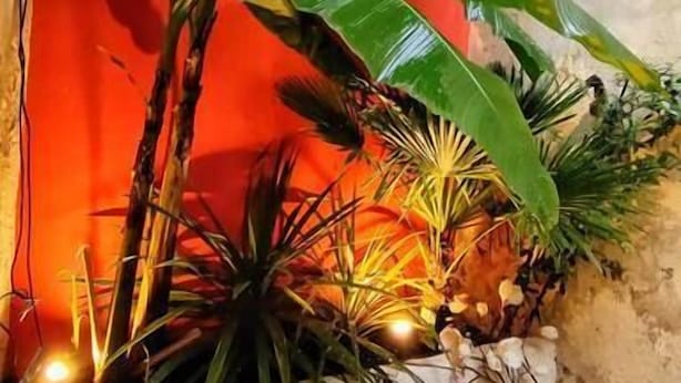 A small indoor garden with various tropical plants and a red wall.
