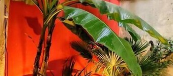 Your Stopover - Jungle Sauna & Spa