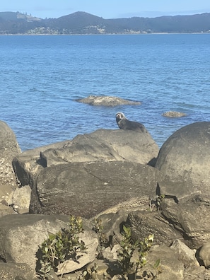 If you're lucky, you'll see seals on your walk along the rocks.