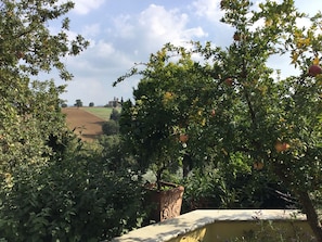 Stroll through the serene garden, surrounded by lush trees and a vibrant apple tree bearing fruit.