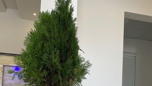 Un espacio interior moderno con una maceta blanca grande que contiene un árbol de hoja perenne.
