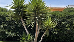 A landscaped area with a palm tree, green hedges, and a paved walkway. - Apartment San Lorenzo in Villa (San Lorenzo)