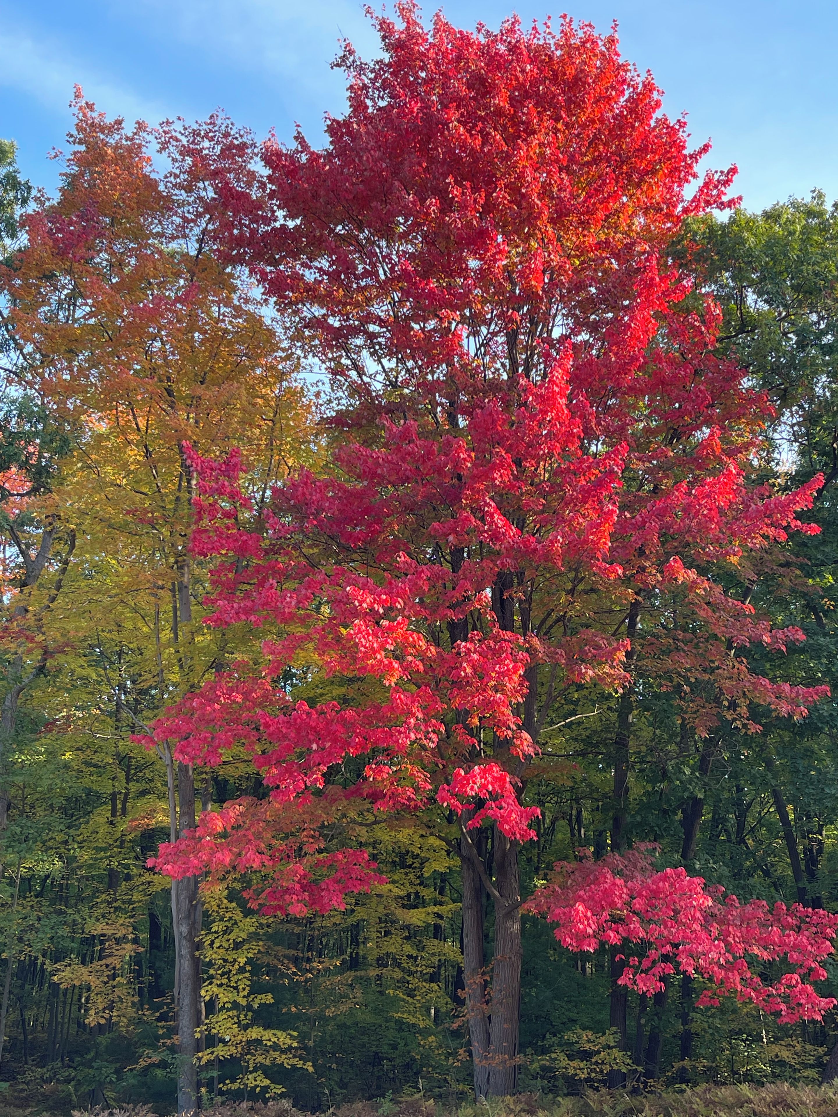 Una foresta con un albero particolarmente evidente, con foglie di colore rosso acceso.