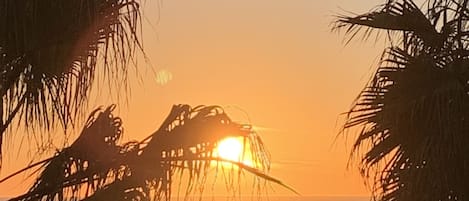 Ein Sonnenuntergang über einem ruhigen Meer, mit im Himmel silhouettierten Palmen.