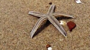 Ein Seestern am sandigen Strand, mit Meereswellen und einer fernen Stadtansicht.