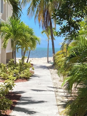 A pathway lined with palm trees leading to a beach.