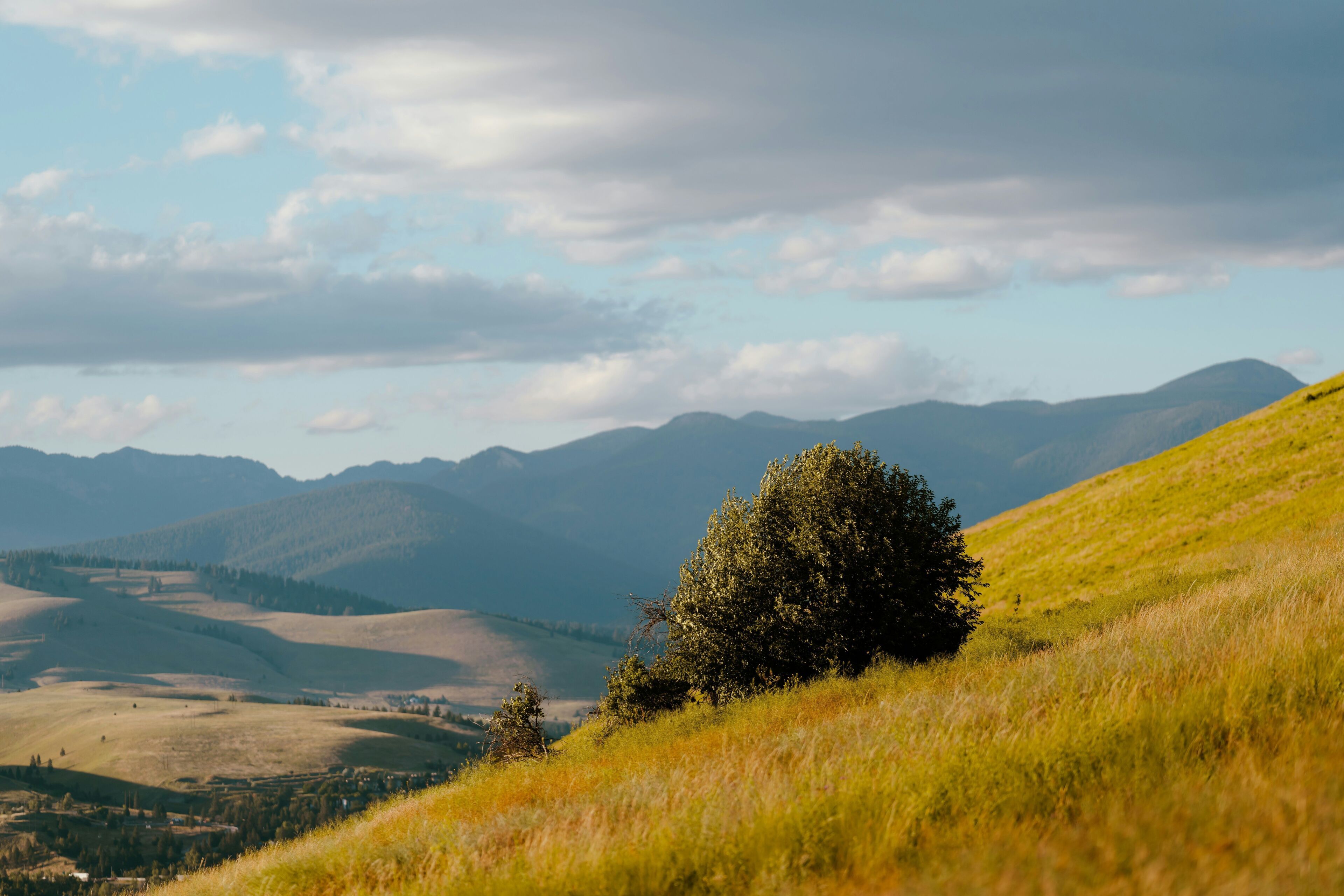 A hilly landscape with a prominent tree and distant mountains.