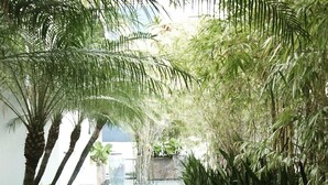 A paved pathway lined with palm trees and potted plants, leading to a building entrance. - Lord & Patrick Condo at Bayfront Park (Miami)
