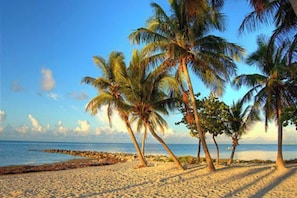 A beach with palm trees and a clear sky.