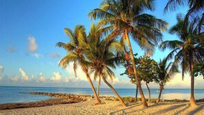 Una playa con palmeras y cielo despejado.