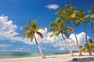 A beach with palm trees and a clear blue sky.