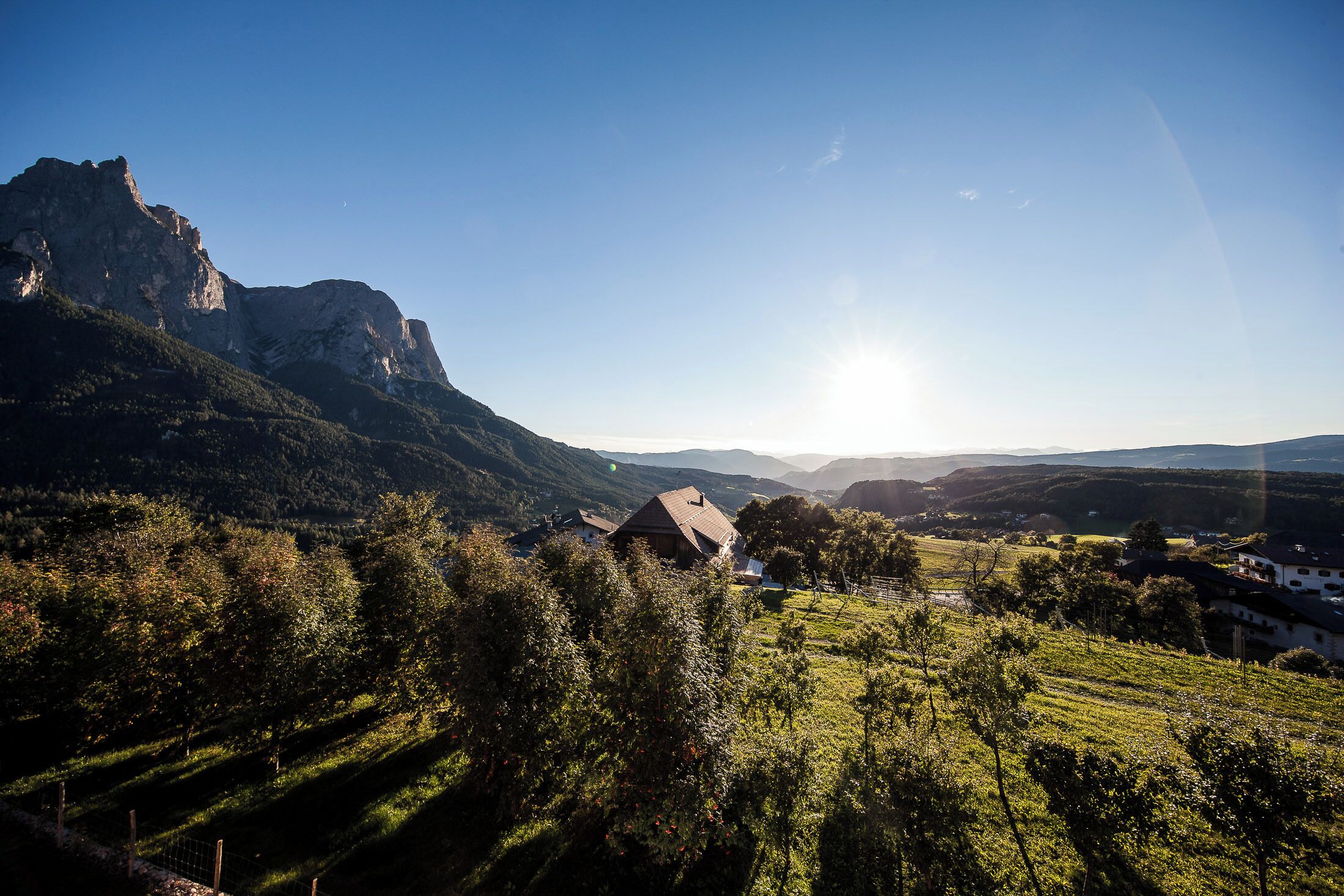 A vineyard with terraced fields, a mountain in the background, and a clear sky.