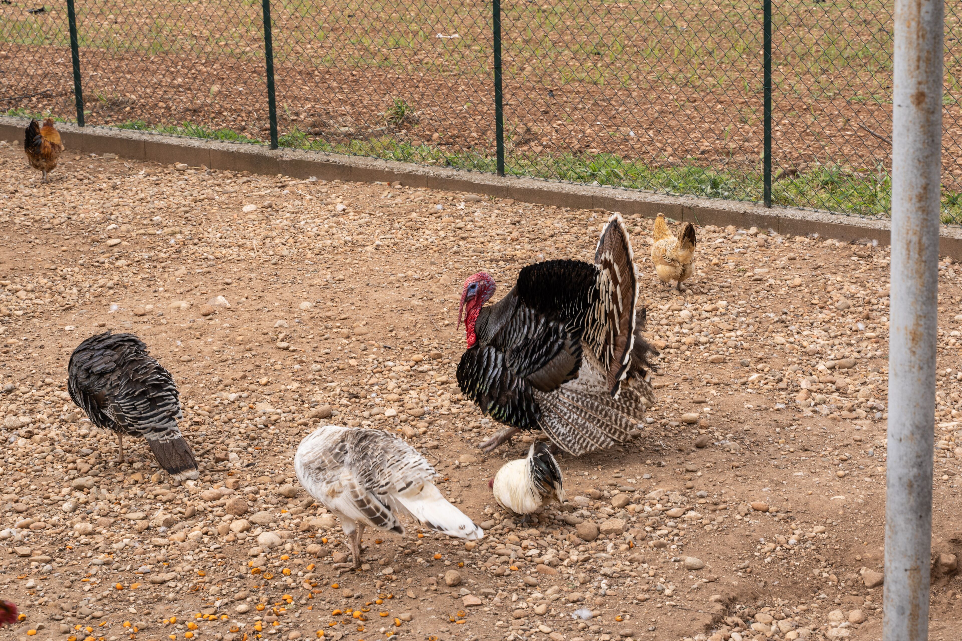 Un grupo de aves en un área exterior cercada, con suelo de tierra.