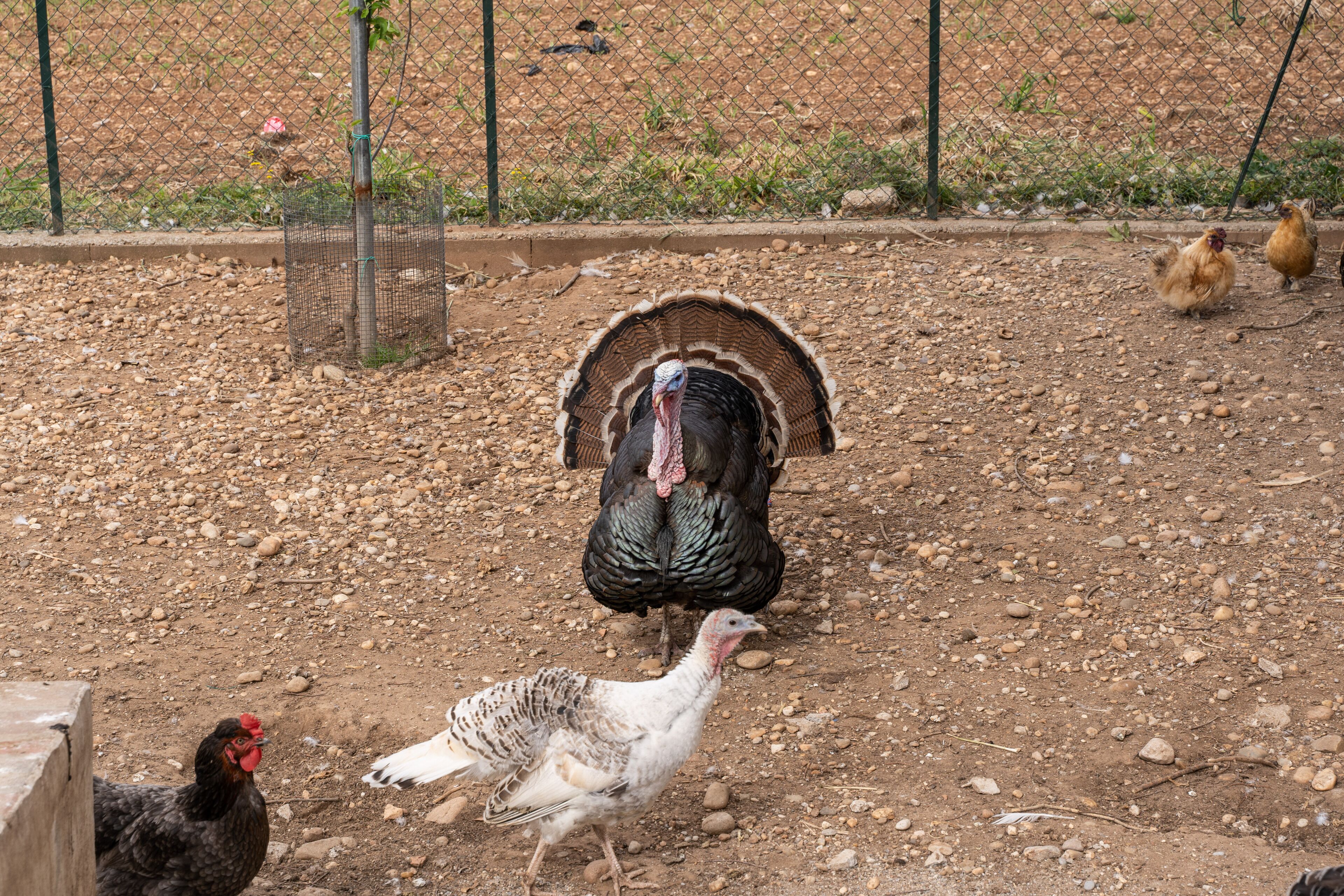 Un dindon dans un enclos grillagé, avec des poulets et une clôture en treillis métallique.