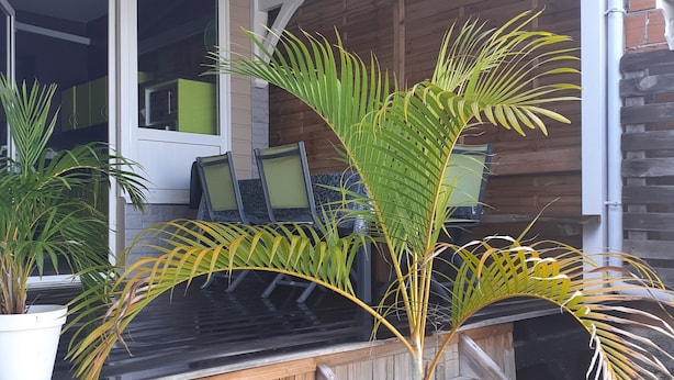 Een houten terras met een trap naar een overdekt gedeelte, omringd door potplanten en een raam met groene gordijnen.