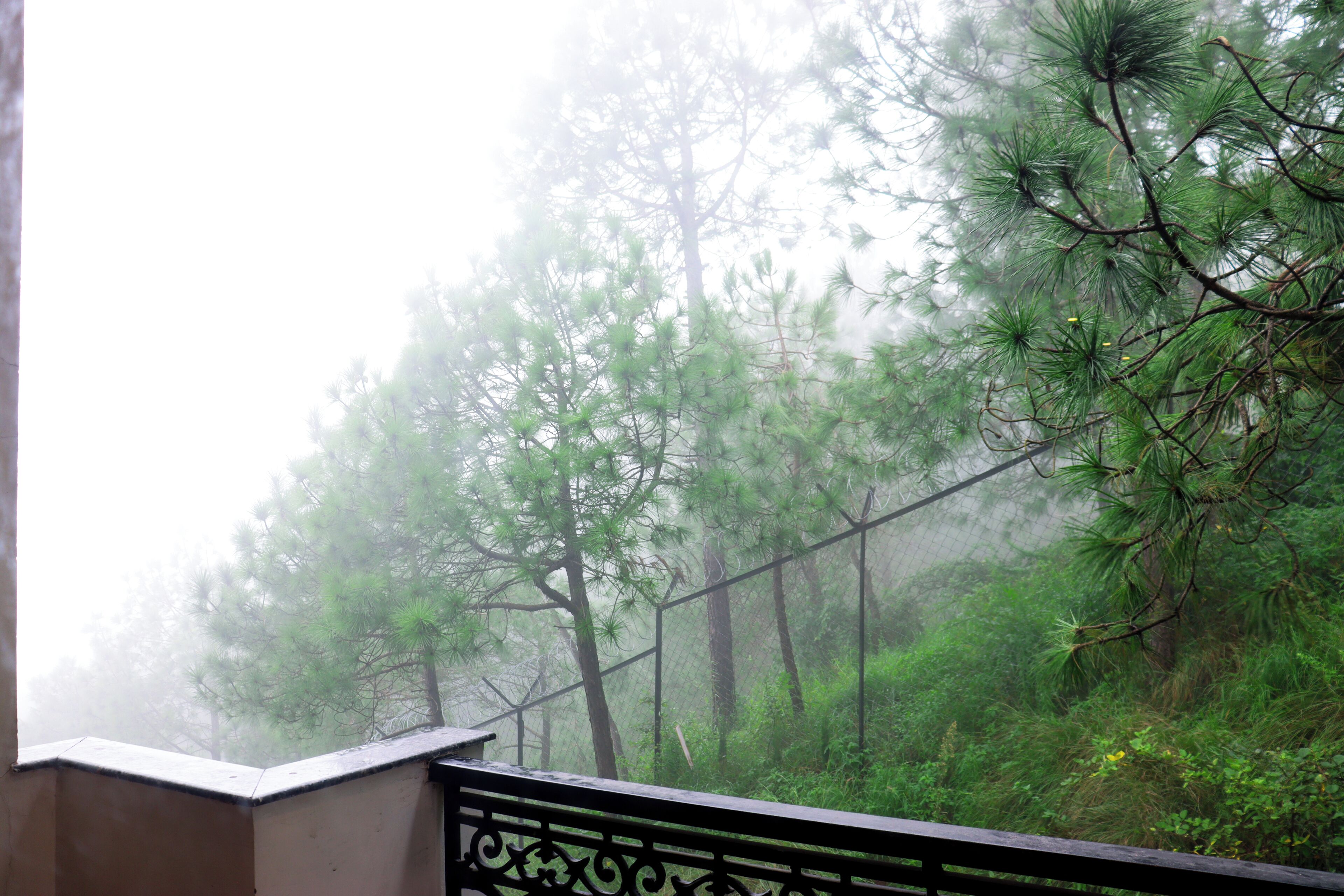 A view of a forested area with tall pine trees and a metal railing.