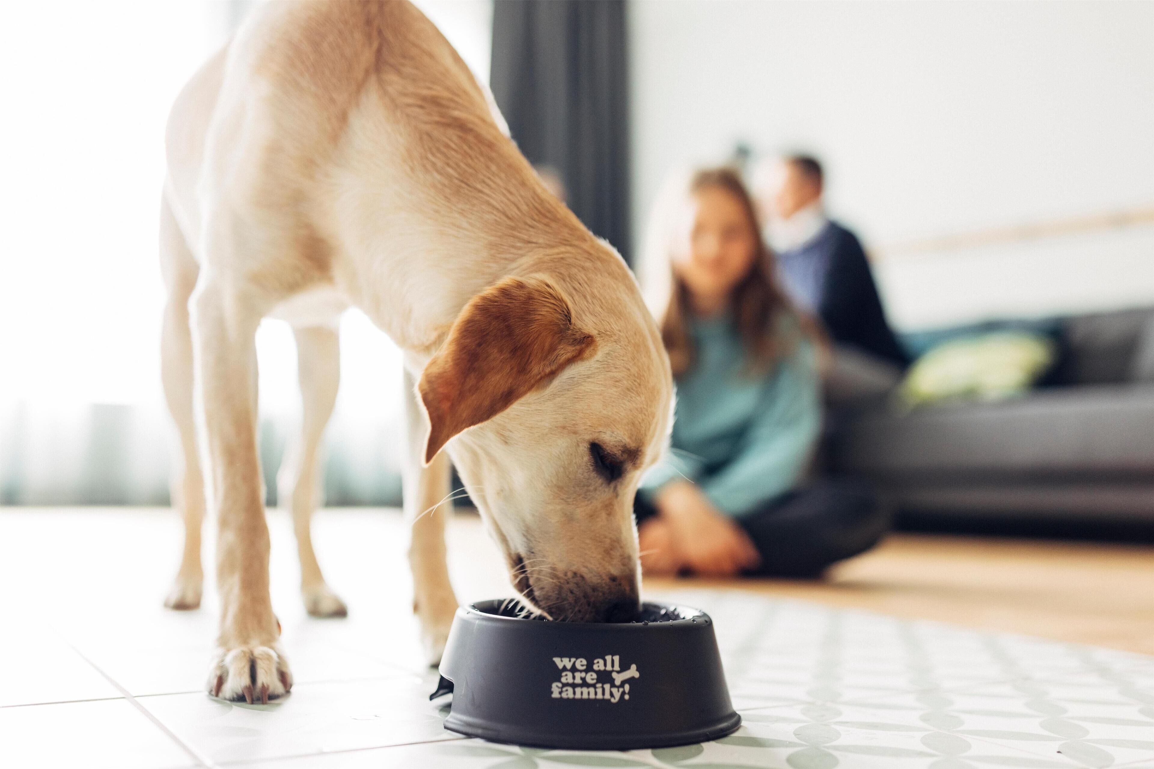 Un perro comiendo de un plato, con el texto 'todos somos familia' en el suelo.