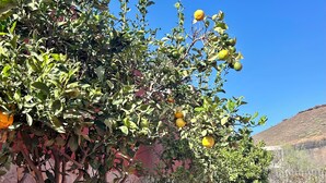 A stone wall with a tree bearing fruit, a stone pathway, and a clear blue sky. - Spacious Villa in Quiet Location Close to Resorts (Buzanada)