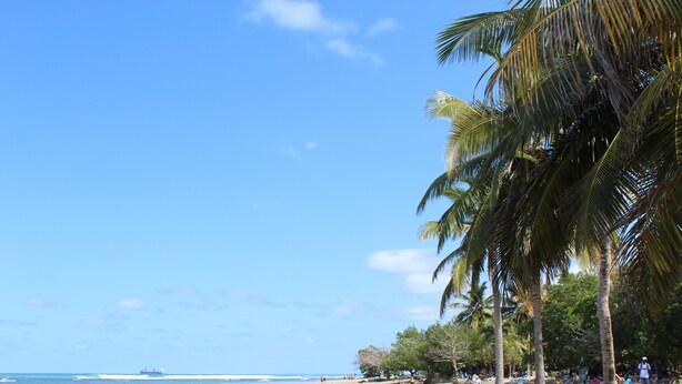 Une plage bordée de palmiers, une rive sablonneuse et une mer calme.