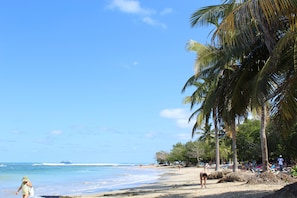 Guests can enjoy a beachside retreat with palm trees and calm waters.