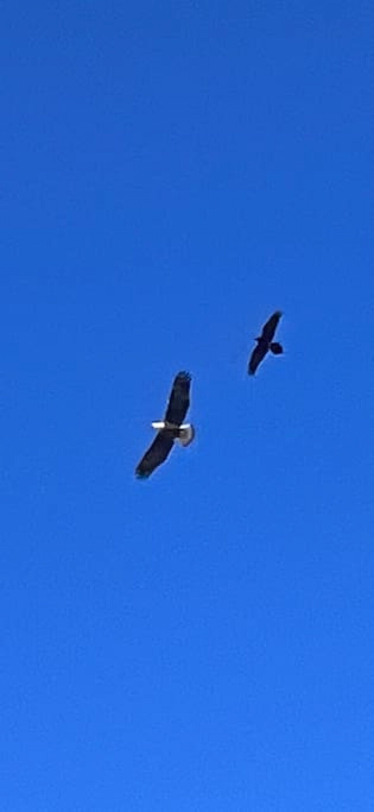 Deux oiseaux volent dans un ciel bleu clair.