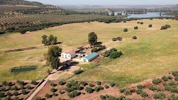 An aerial view of a rural property with olive groves, a small white building with a green roof, and a body of water in the background.