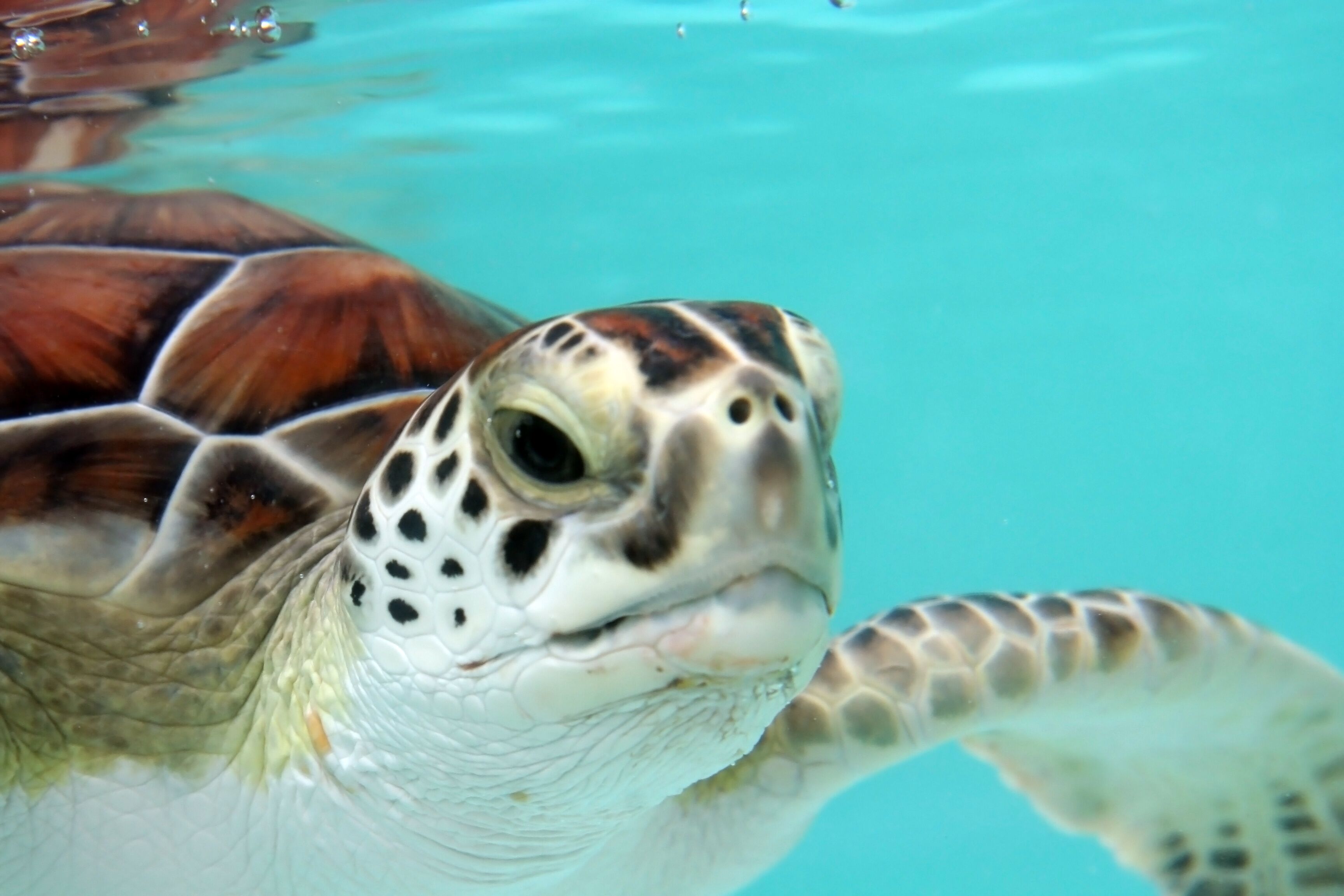 A close-up of a sea turtle's head and part of its shell, with clear water and a few bubbles visible.